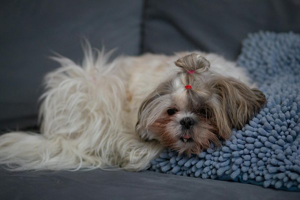 Wie kann ich den Umgang meines Hundes mit Kindern sicher gestalten?